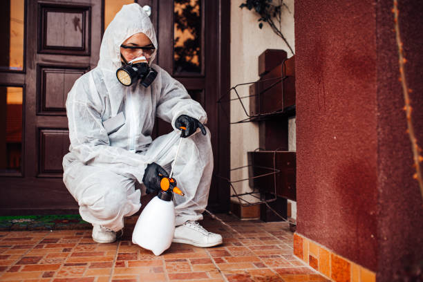 Attic and Crawl Space Rodent Treatment in Bell Canyon