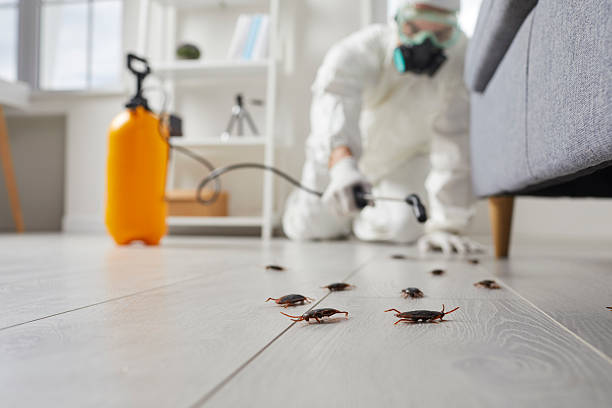 Commercial Rodent Management in Bell Canyon